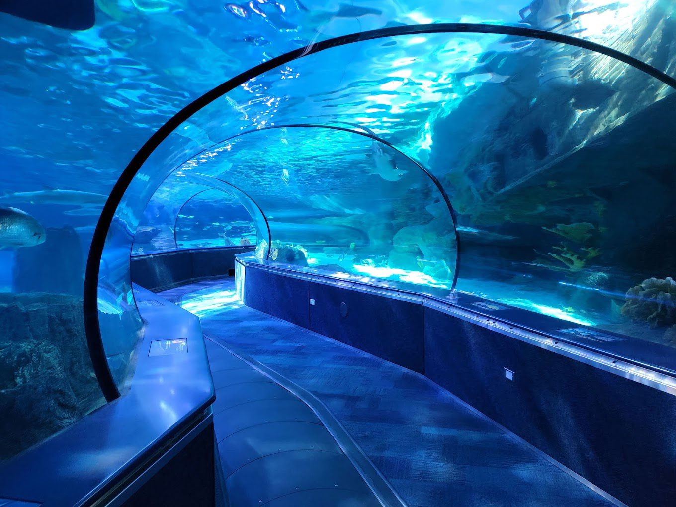 Ripley's Aquarium of Myrtle Beach